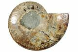 Cut & Polished Ammonite Fossil (Half) - Madagascar #267978-1